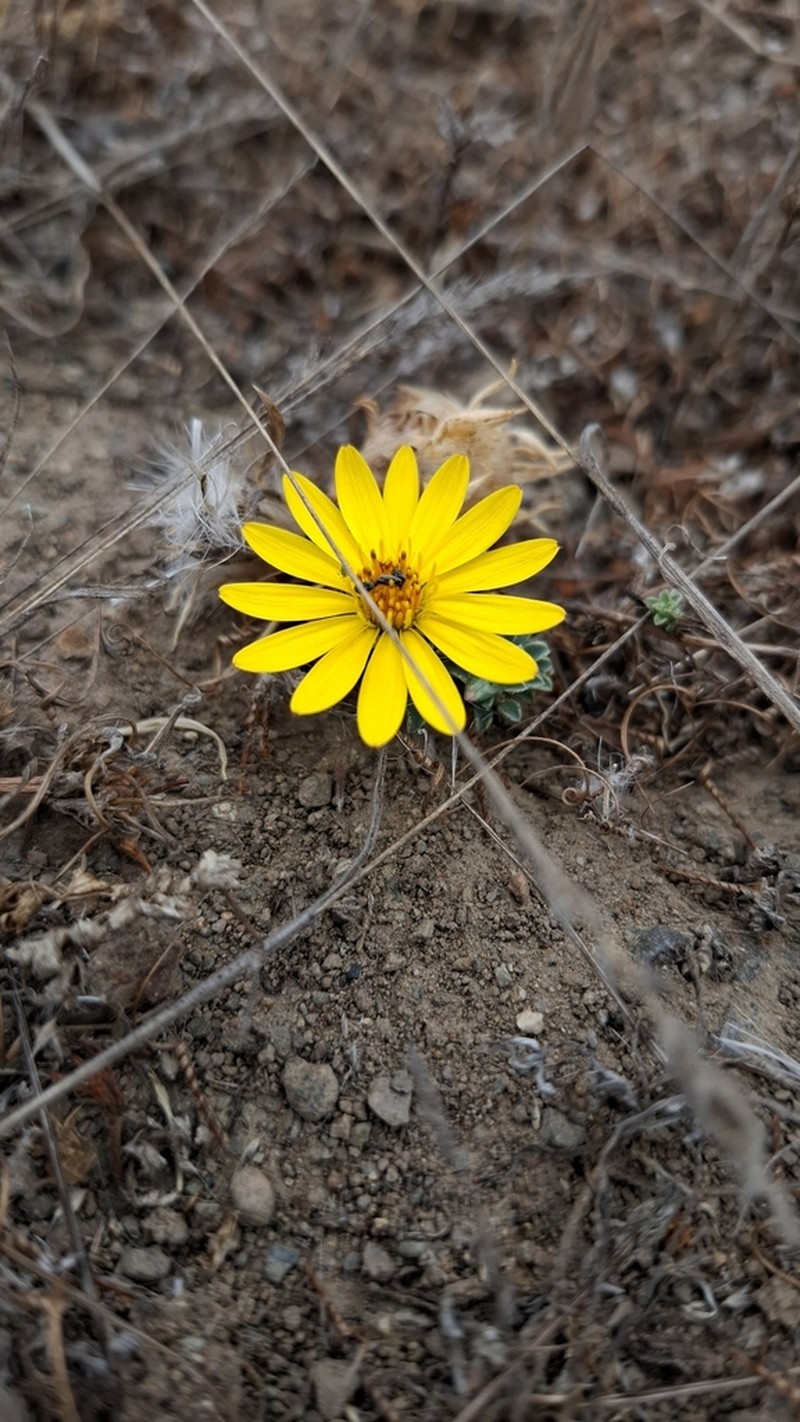 Chaetanthera frayjorgensis photo 5