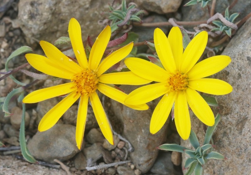 Chaetanthera frayjorgensis photo 6