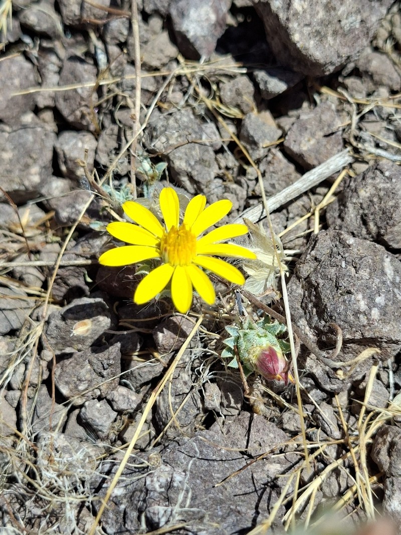 Chaetanthera frayjorgensis photo 7