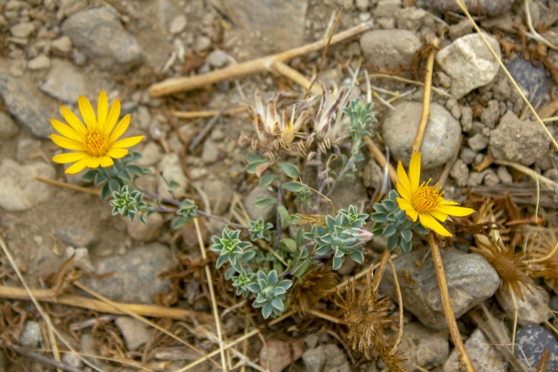 Chaetanthera frayjorgensis photo 8