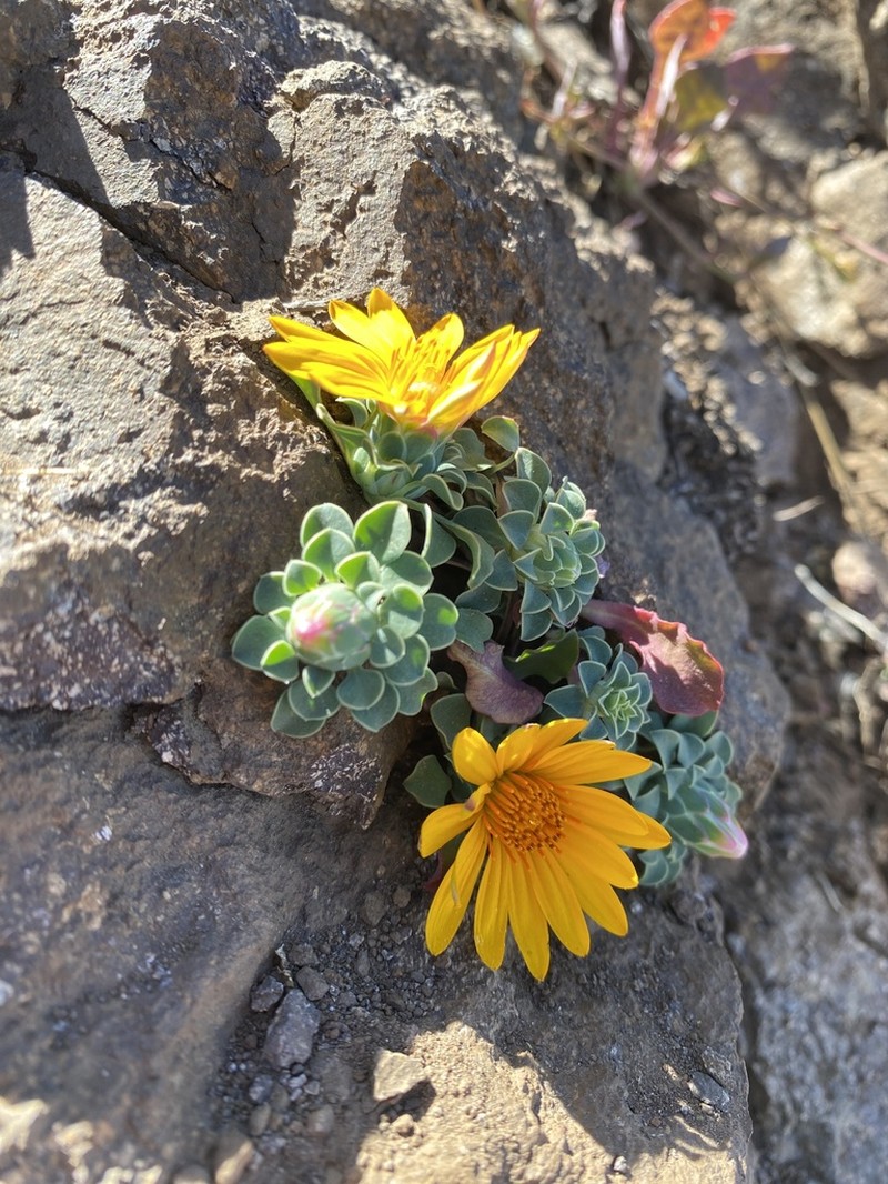 Chaetanthera glabrata