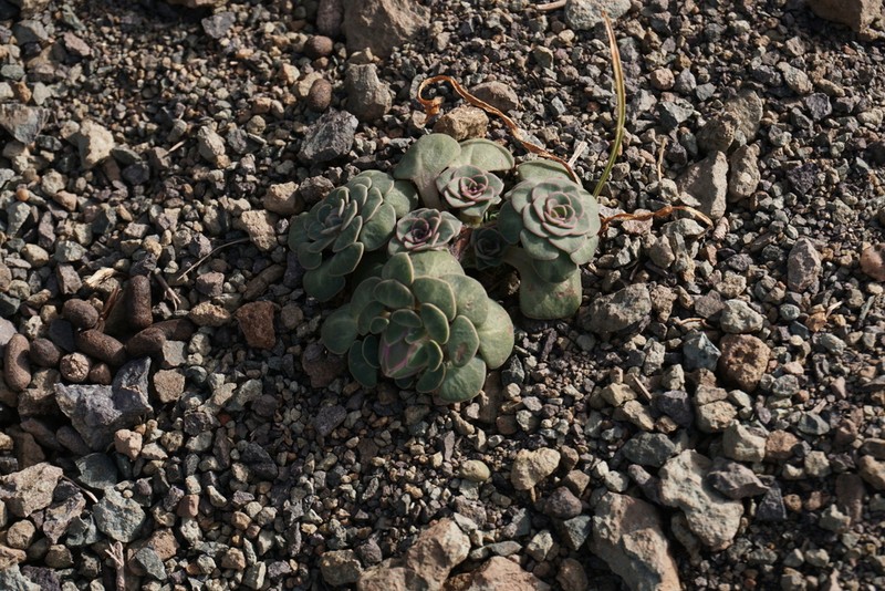 Chaetanthera glabrata photo 2