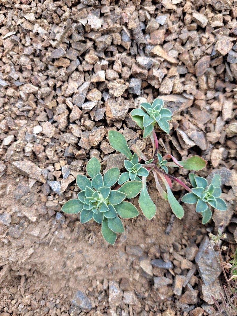 Chaetanthera glabrata photo 3