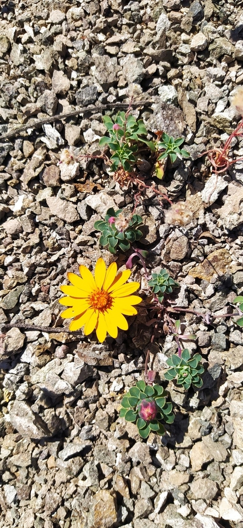 Chaetanthera glabrata photo 4