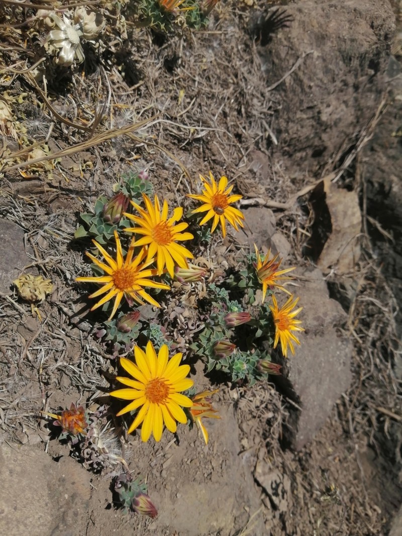 Chaetanthera glabrata photo 5
