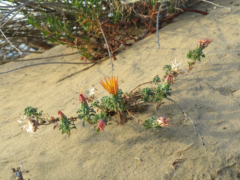 Chaetanthera glabrata photo 6