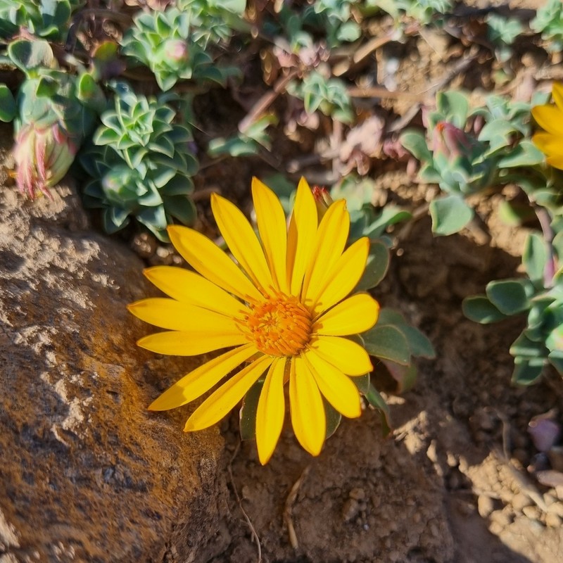 Chaetanthera glabrata photo 7