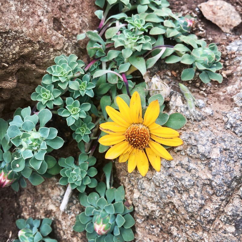 Chaetanthera glabrata photo 8