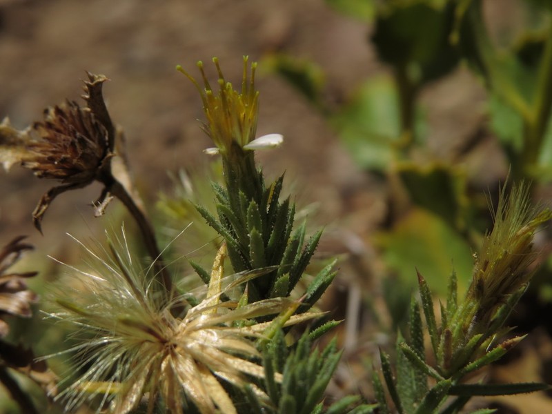 Chaetanthera glandulosa