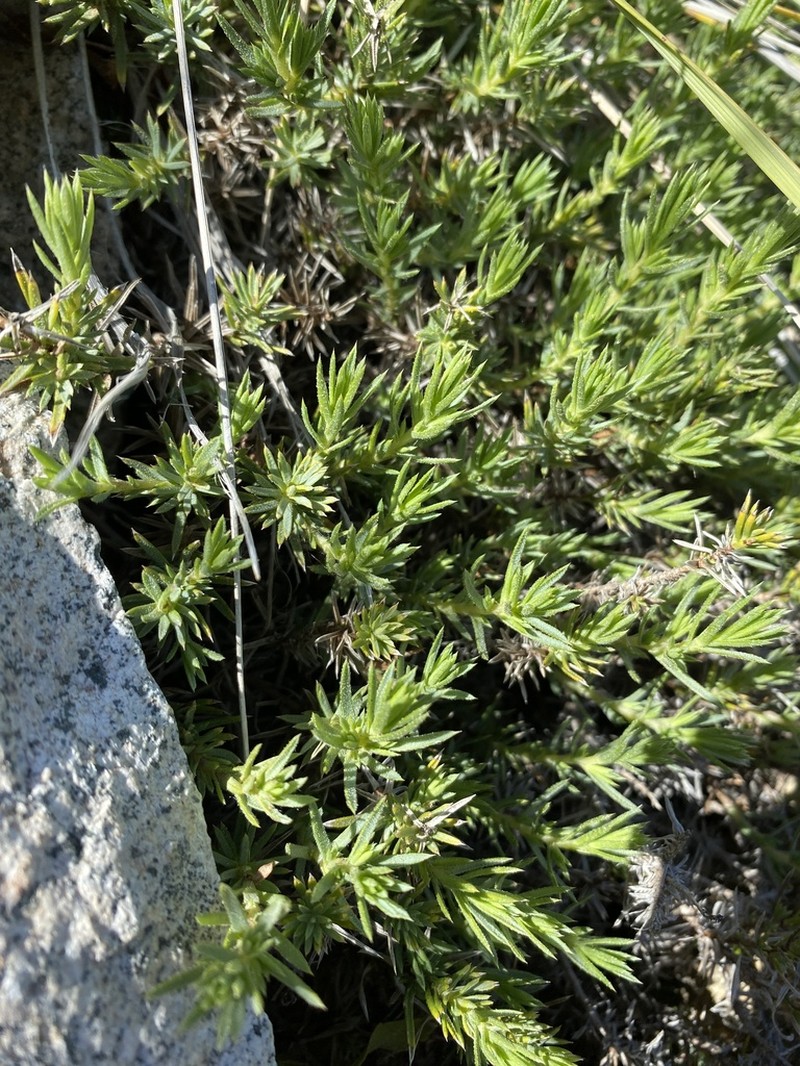 Chaetanthera glandulosa photo 2