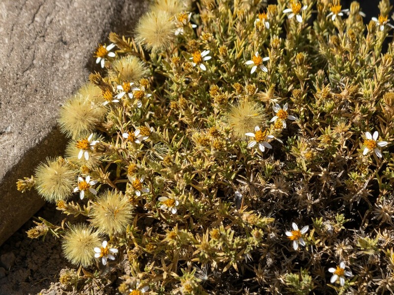 Chaetanthera glandulosa photo 3