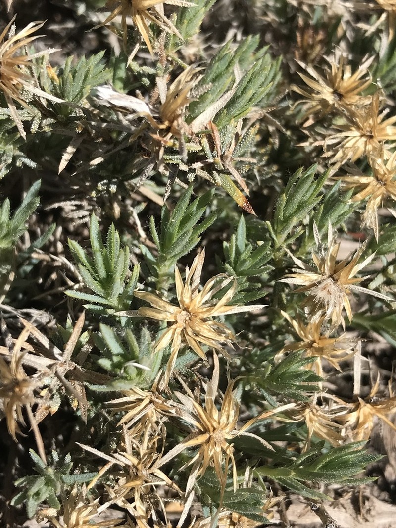 Chaetanthera glandulosa photo 4