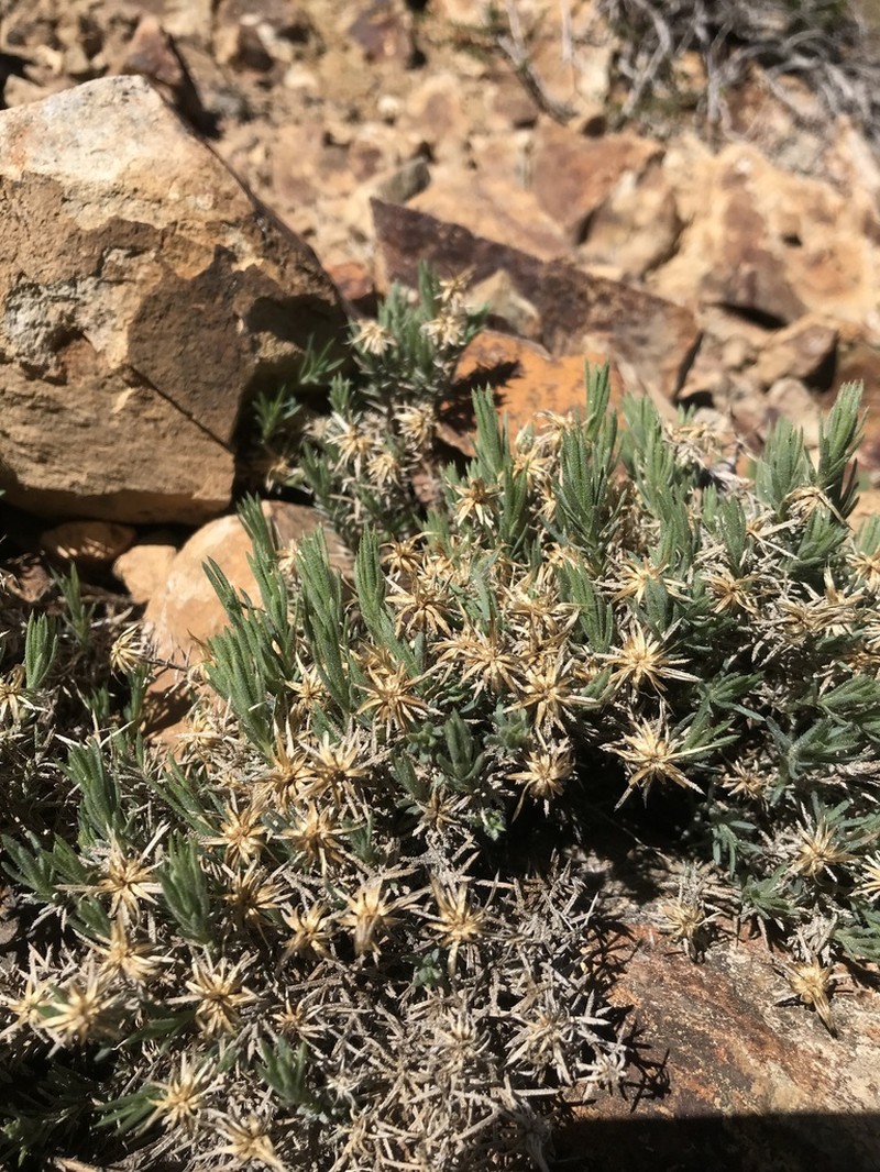 Chaetanthera glandulosa photo 5