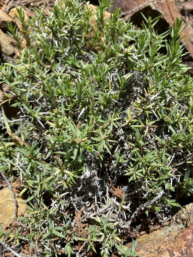 Chaetanthera glandulosa photo 6