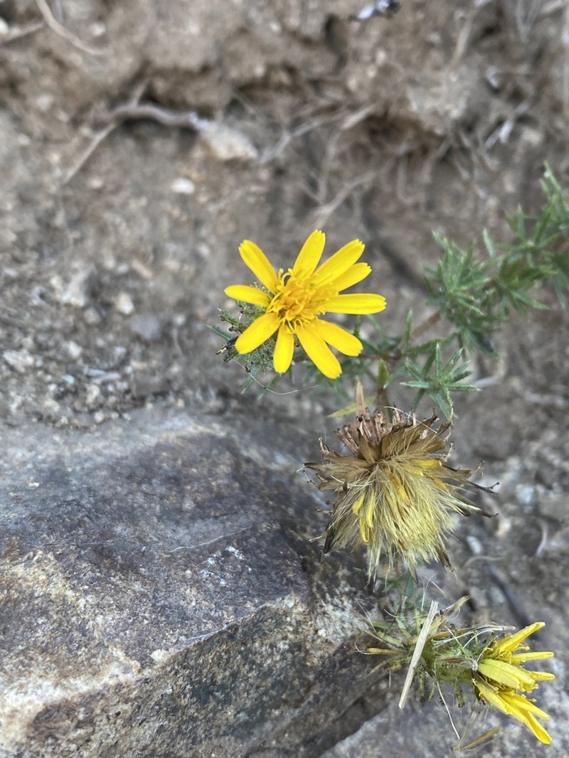 Chaetanthera glandulosa photo 7