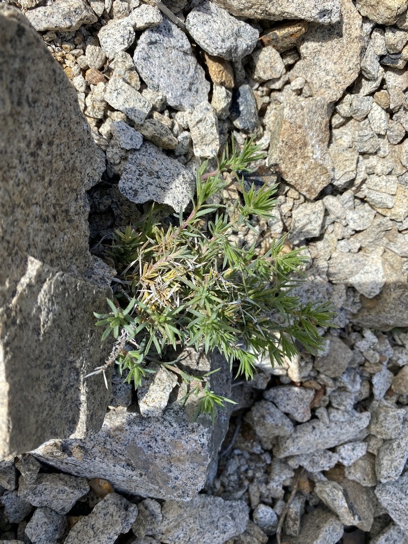 Chaetanthera glandulosa photo 8