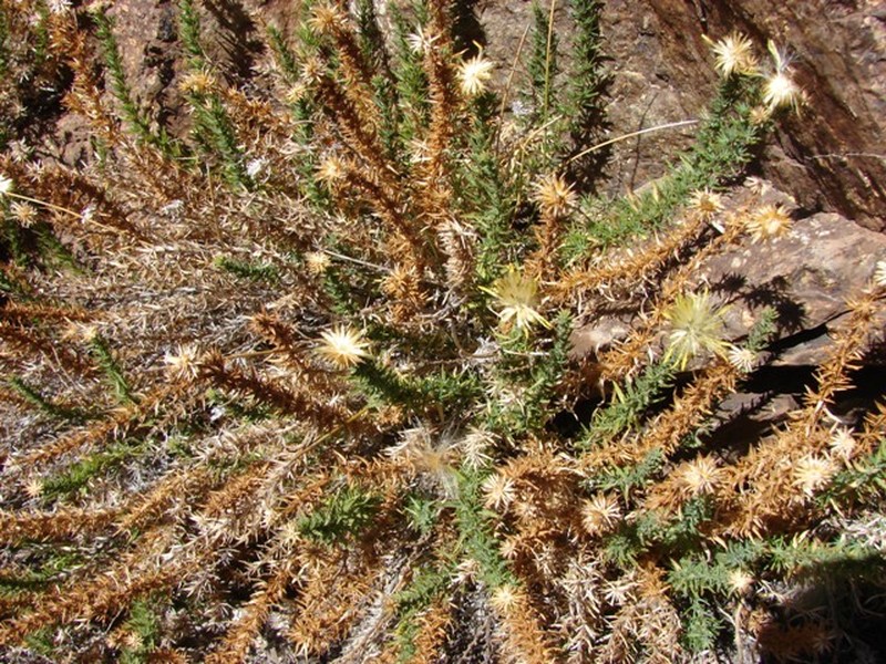 Chaetanthera glandulosa var. gracilis