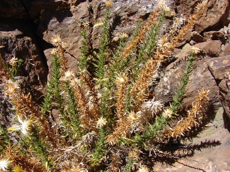 Chaetanthera glandulosa var. gracilis photo 2