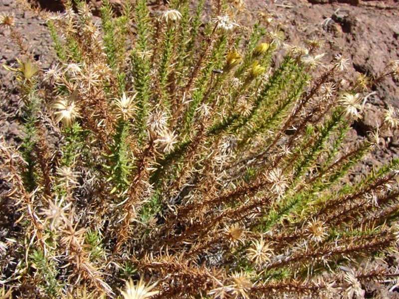 Chaetanthera glandulosa var. gracilis photo 3