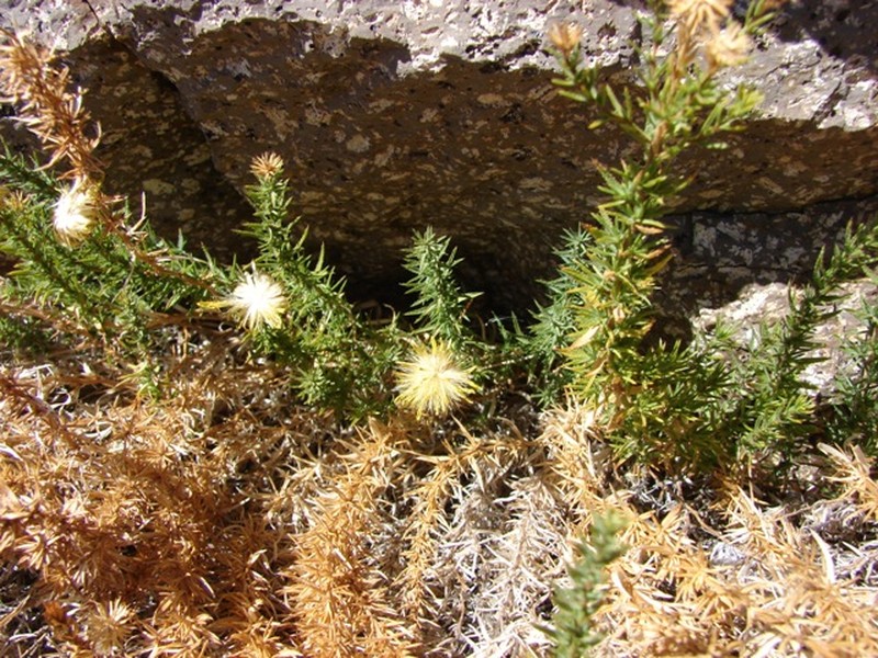 Chaetanthera glandulosa var. gracilis photo 4