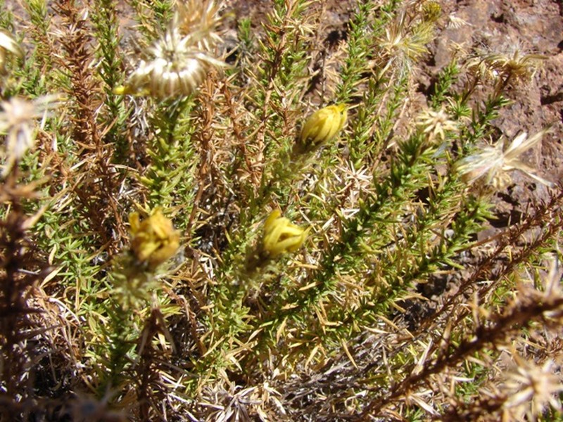 Chaetanthera glandulosa var. gracilis photo 5