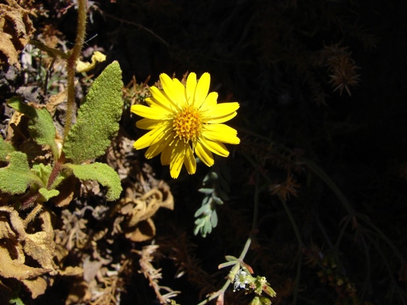Chaetanthera glandulosa var. gracilis photo 6
