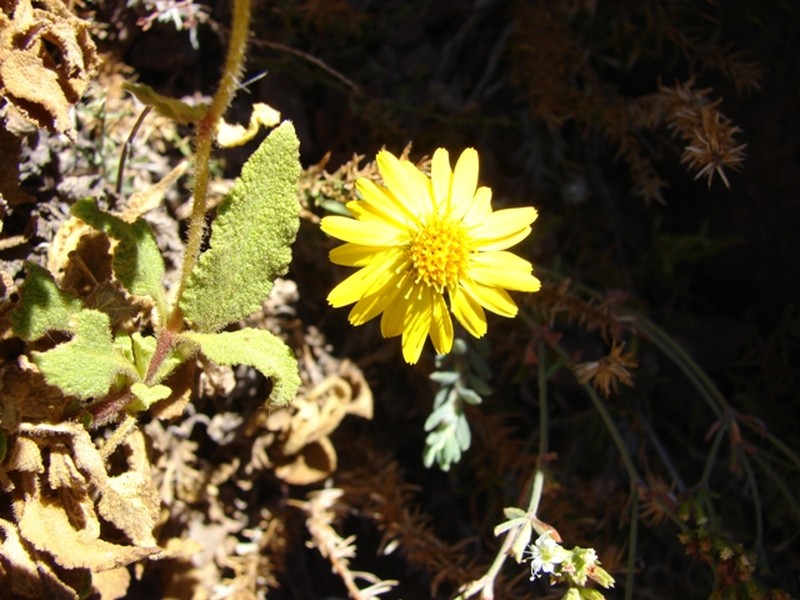 Chaetanthera glandulosa var. gracilis photo 7