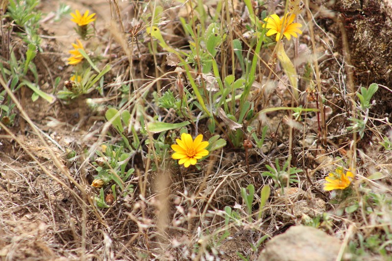 Chaetanthera incana