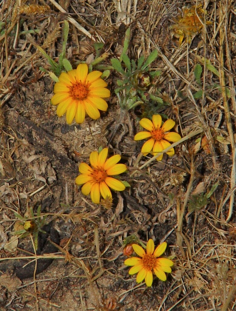 Chaetanthera incana photo 2