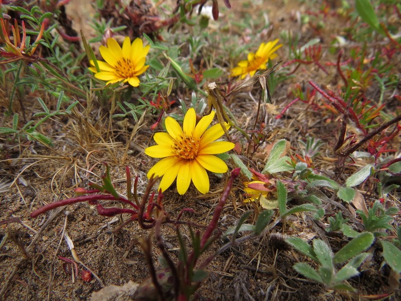 Chaetanthera incana photo 3