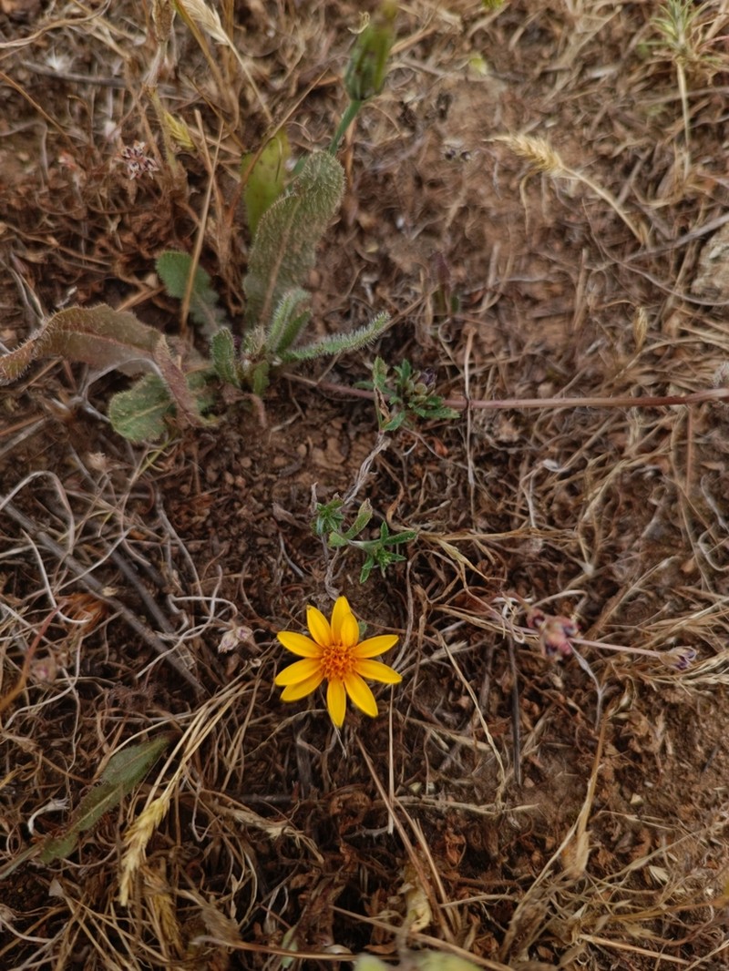 Chaetanthera incana photo 4