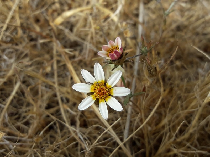 Chaetanthera incana photo 5