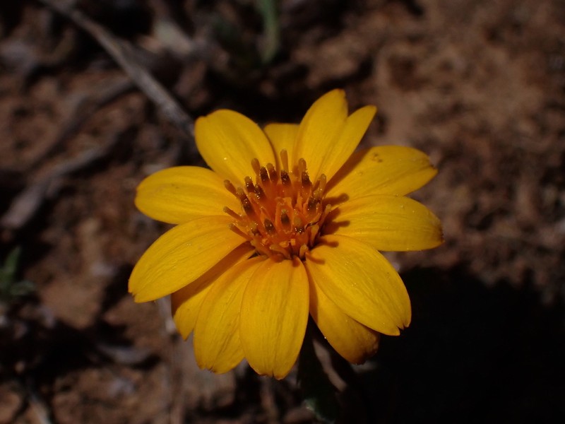 Chaetanthera incana photo 6