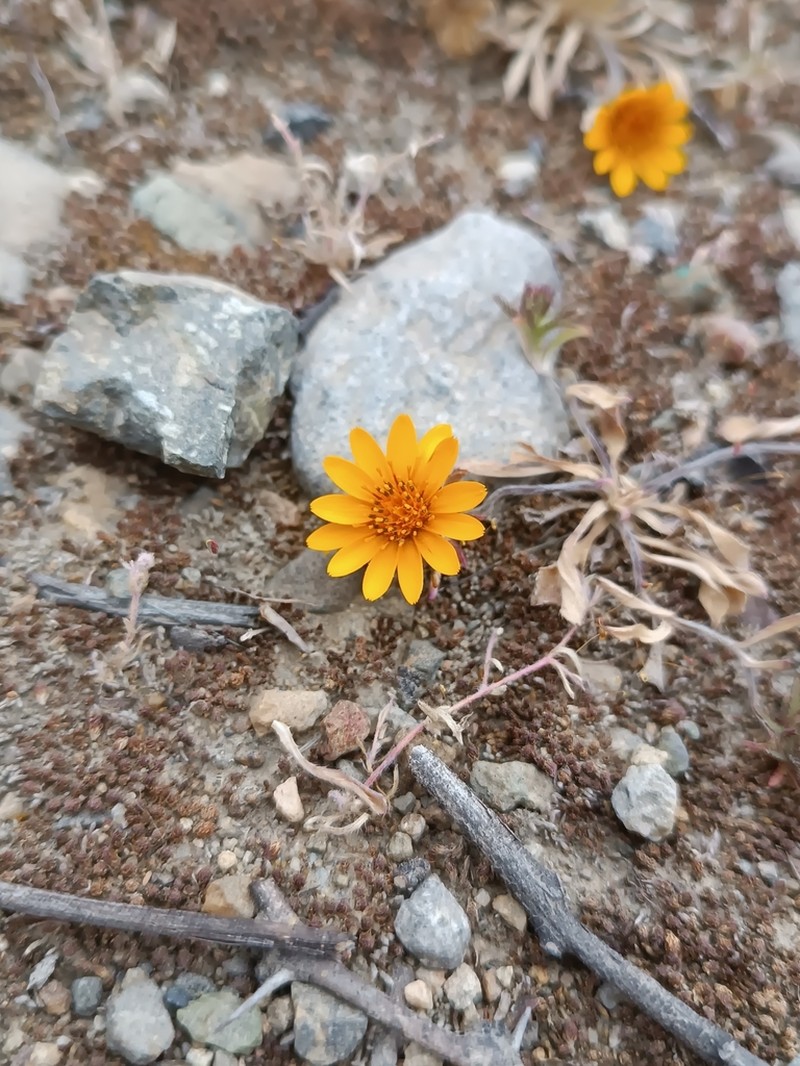 Chaetanthera incana photo 7