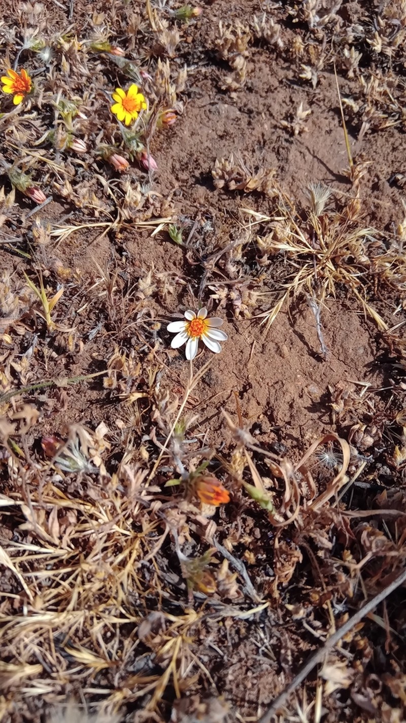 Chaetanthera incana photo 8