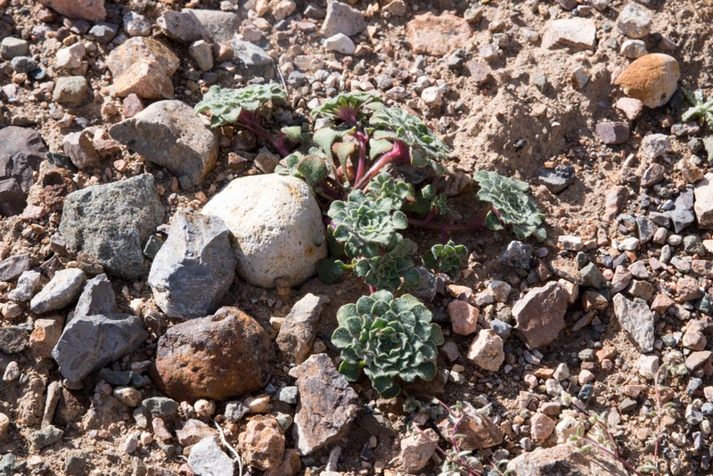 Chaetanthera kalinae photo 2