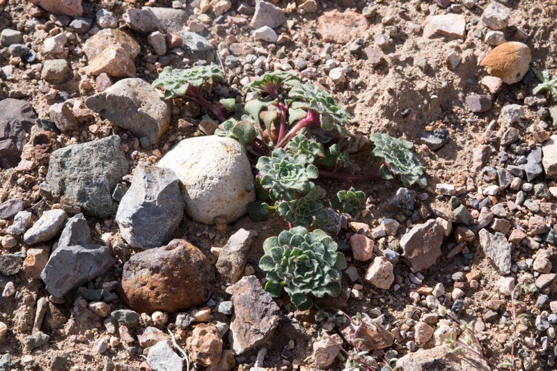 Chaetanthera kalinae photo 3