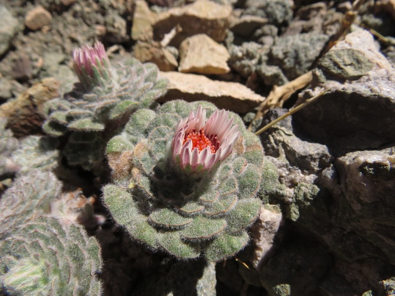 Chaetanthera lanata