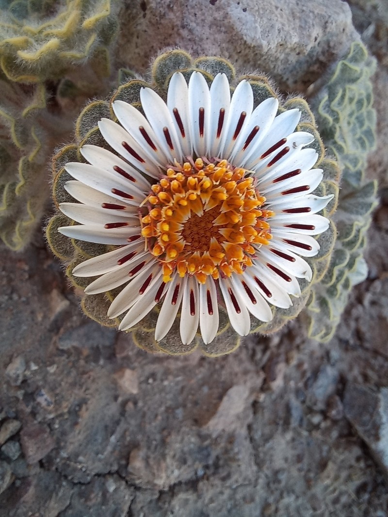 Chaetanthera lanata photo 2