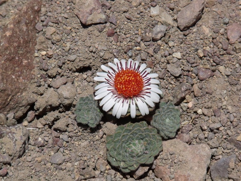 Chaetanthera lanata photo 3