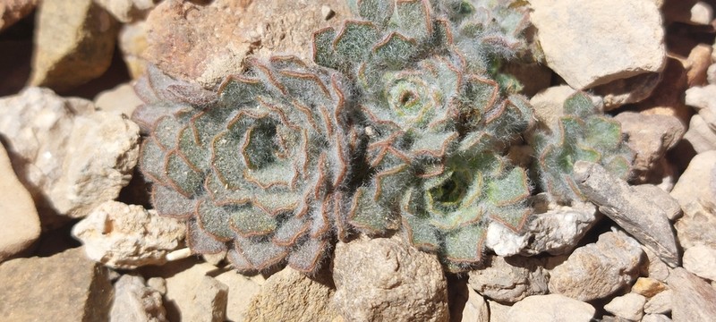 Chaetanthera lanata photo 5