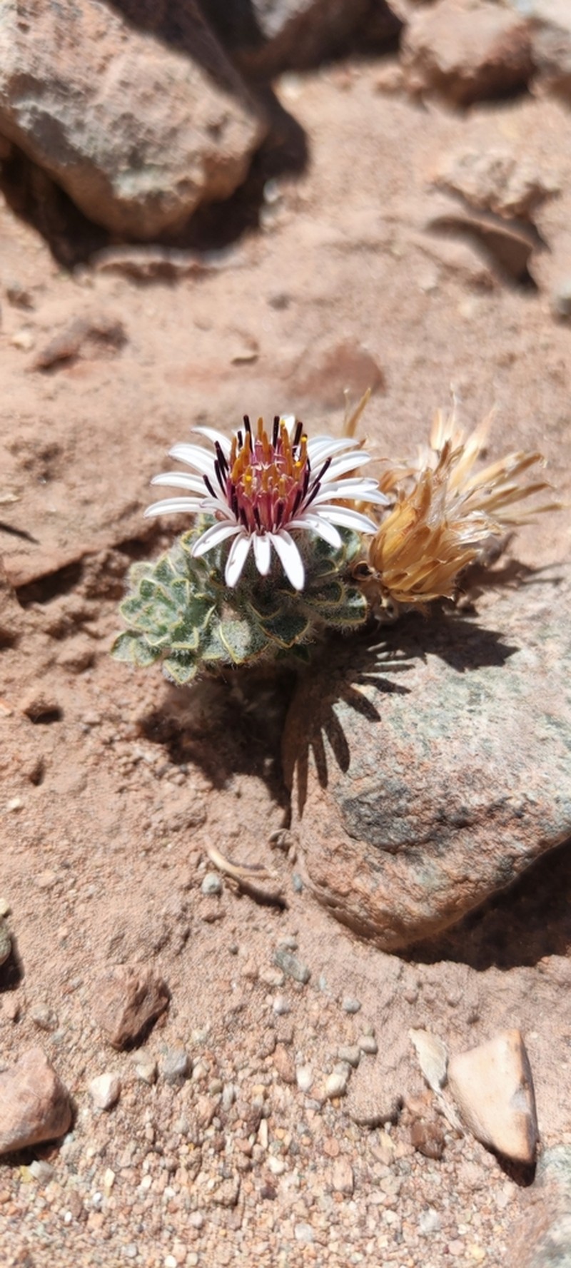Chaetanthera lanata photo 6