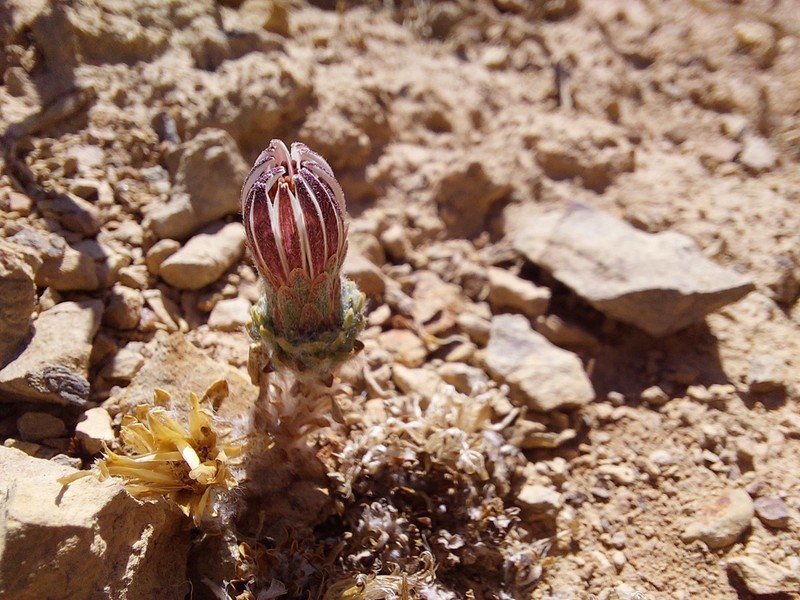 Chaetanthera lanata photo 7