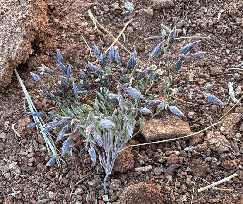 Chaetanthera leptocephala