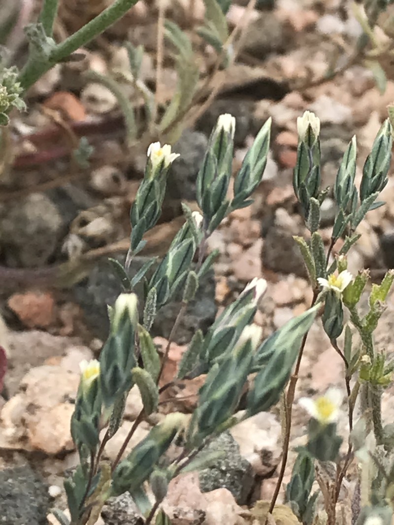 Chaetanthera leptocephala photo 3