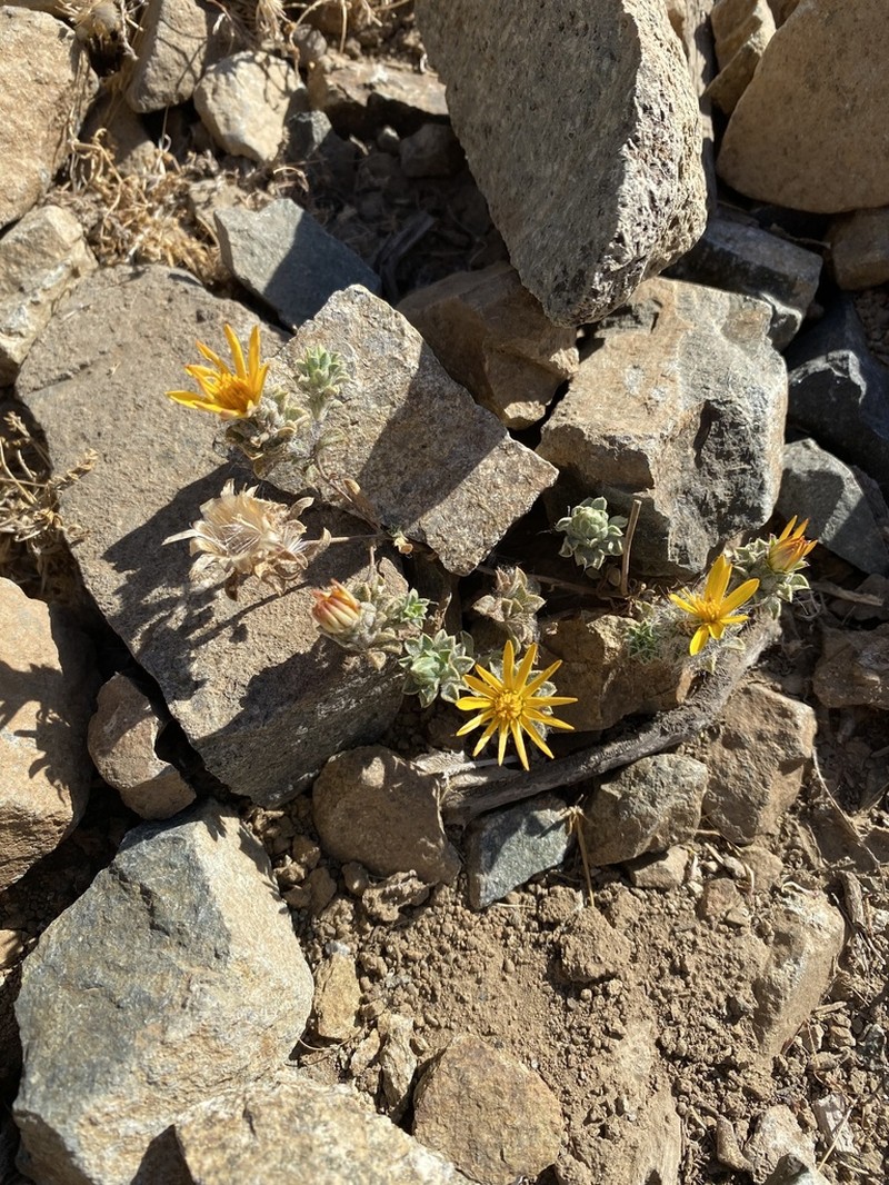 Chaetanthera limbata