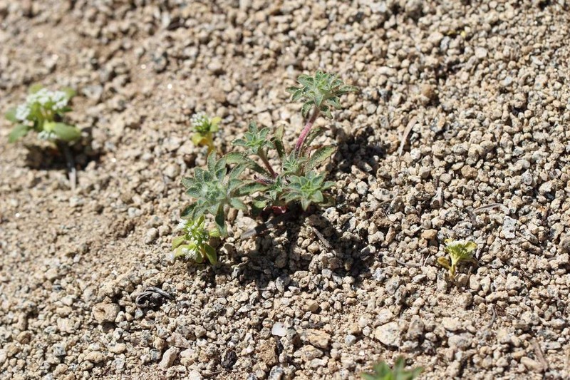 Chaetanthera limbata photo 2