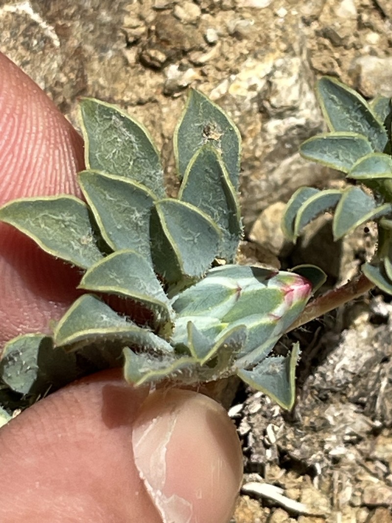 Chaetanthera limbata photo 3