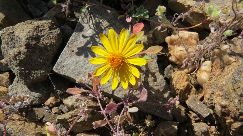 Chaetanthera limbata photo 4