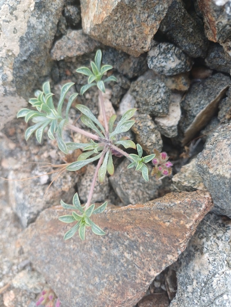 Chaetanthera limbata photo 5